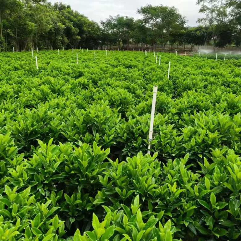 非洲茉莉20-180高，基地直销，一手货源，各种规格大量现货
