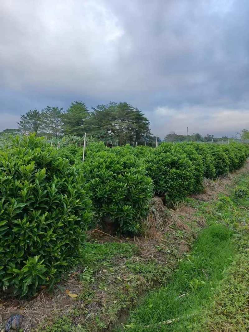 非洲茉莉20-180高，基地直销，一手货源，各种规格大量现货