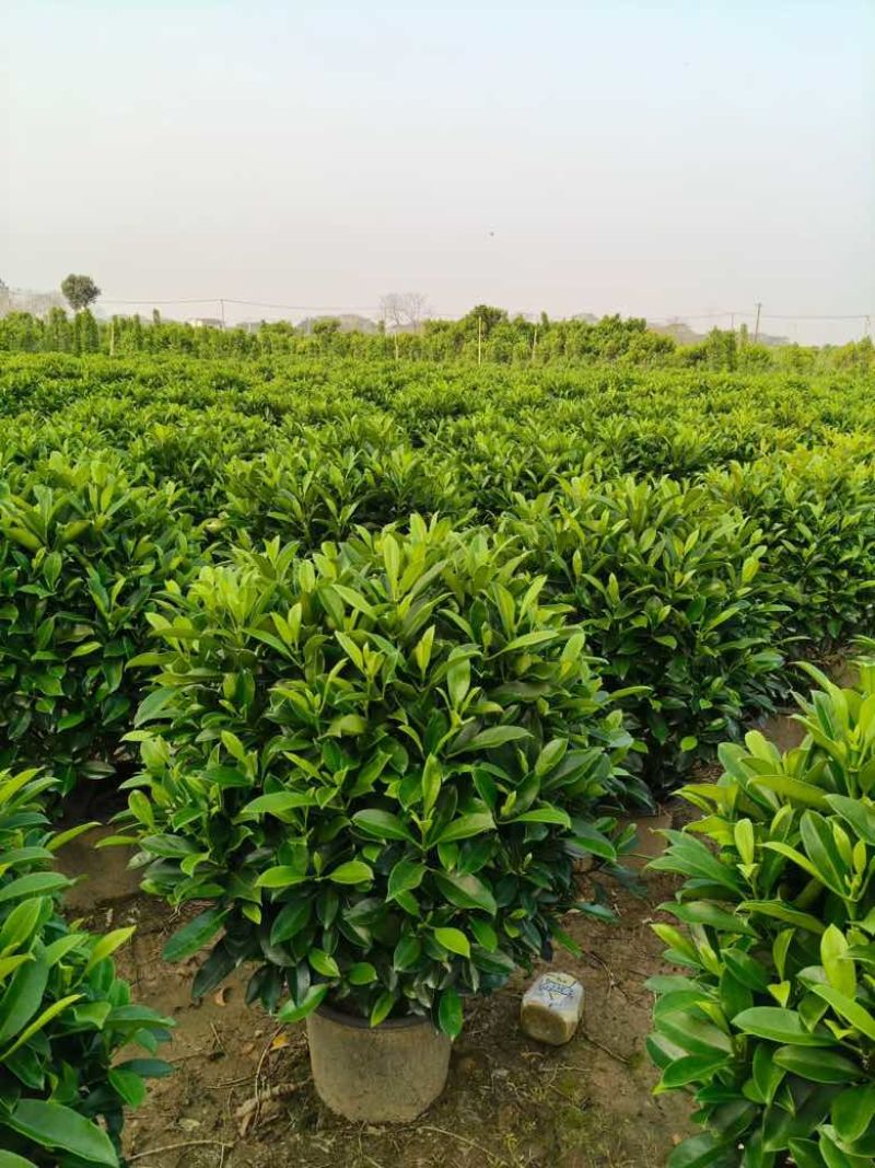 非洲茉莉20-180高，基地直销，一手货源，各种规格大量现货