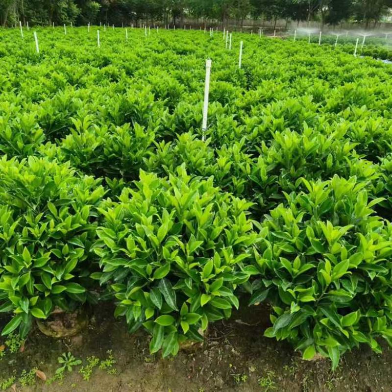 非洲茉莉20-180高，基地直销，一手货源，各种规格大量现货