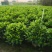 非洲茉莉20-180高，基地直销，一手货源，各种规格大量现货