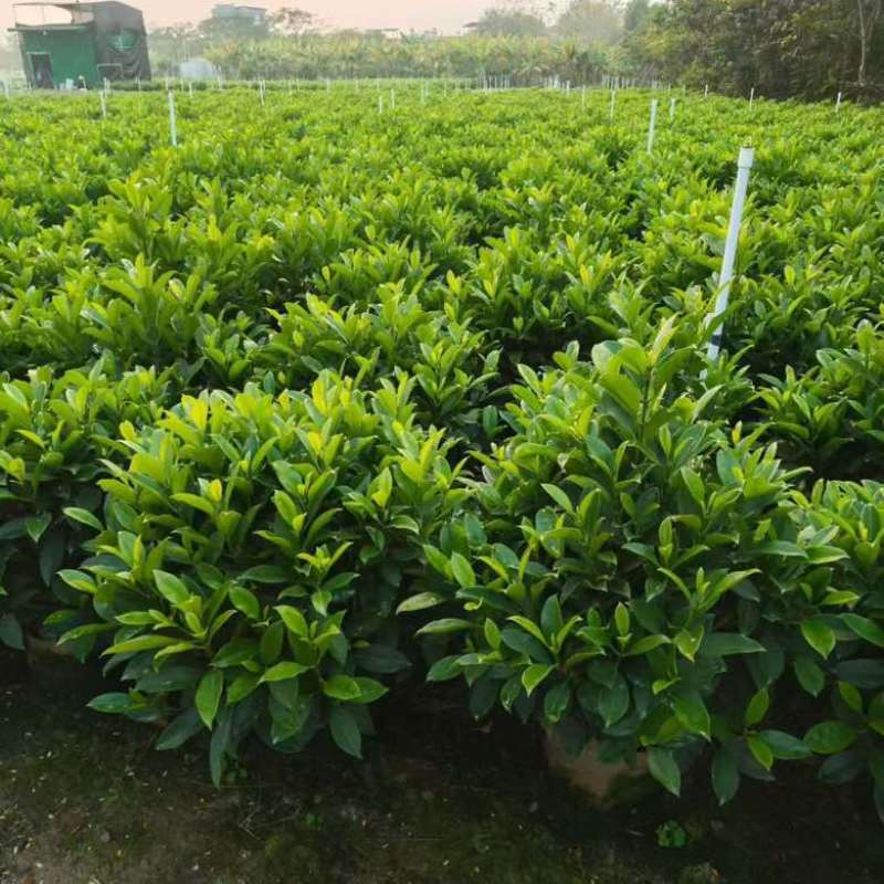 非洲茉莉20-180高，基地直销，一手货源，各种规格大量现货