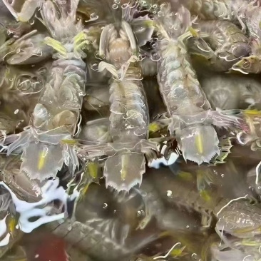 皮皮虾，梭子蟹，小龙虾，青龙三文鱼现货