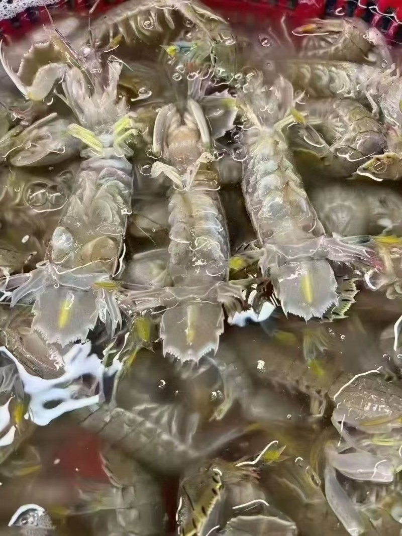皮皮虾，梭子蟹，小龙虾，青龙三文鱼现货