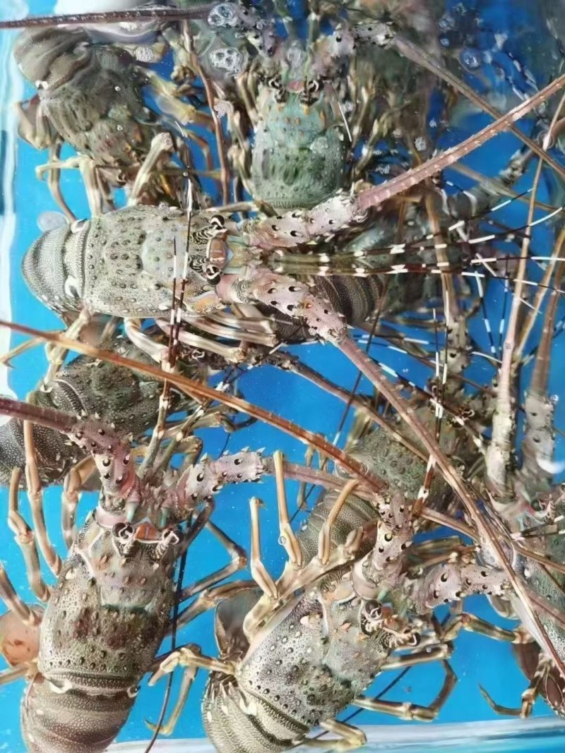 皮皮虾，梭子蟹，小龙虾，青龙三文鱼现货