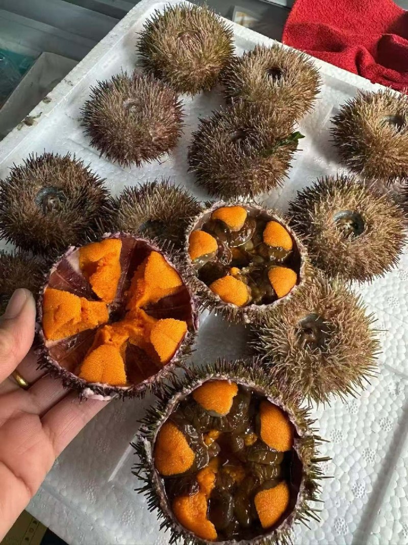 皮皮虾，梭子蟹，小龙虾，青龙三文鱼现货