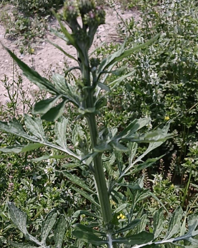 泥胡菜，朝天委陵草，中华小苦菜
