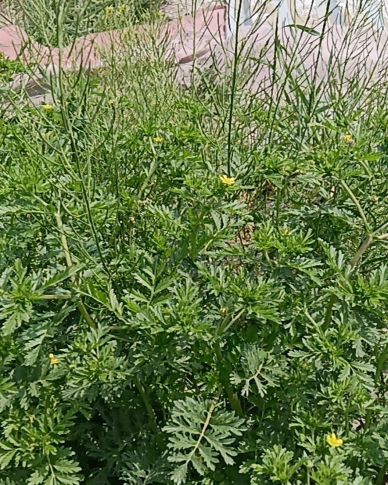 泥胡菜，朝天委陵草，中华小苦菜