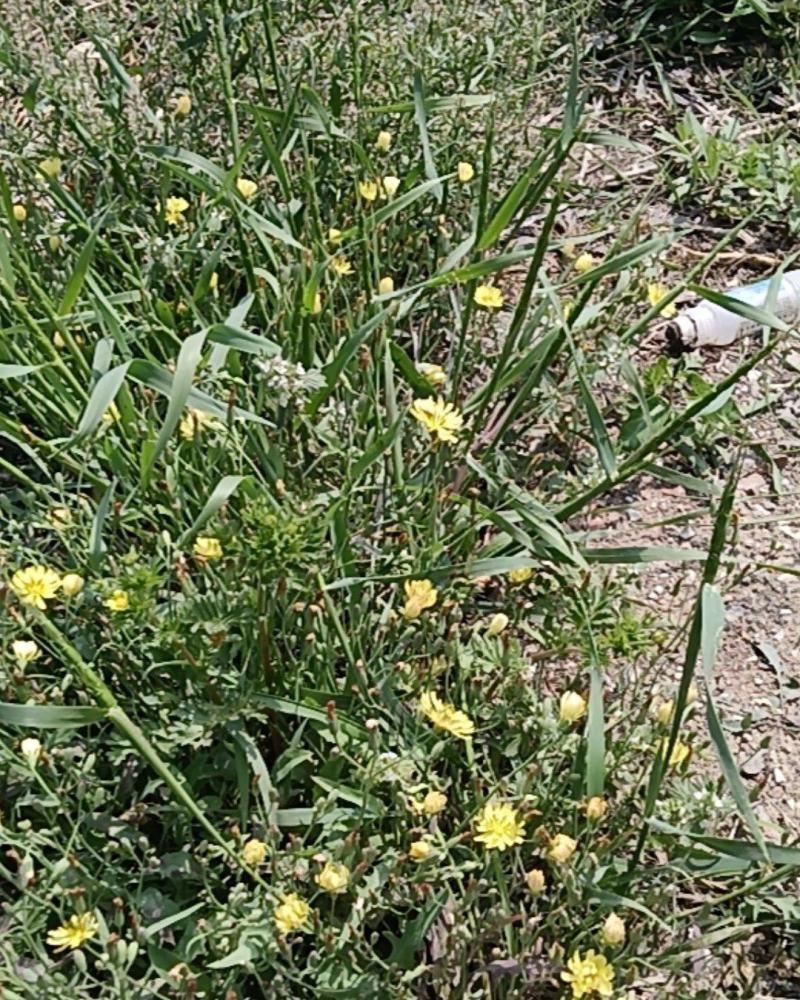 泥胡菜，朝天委陵草，中华小苦菜