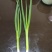 小香葱