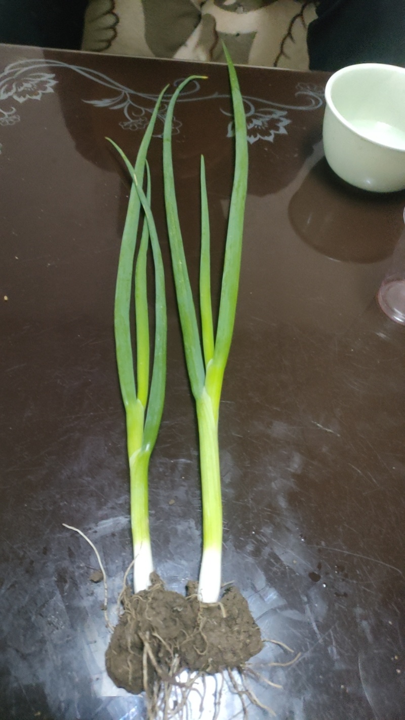 小香葱