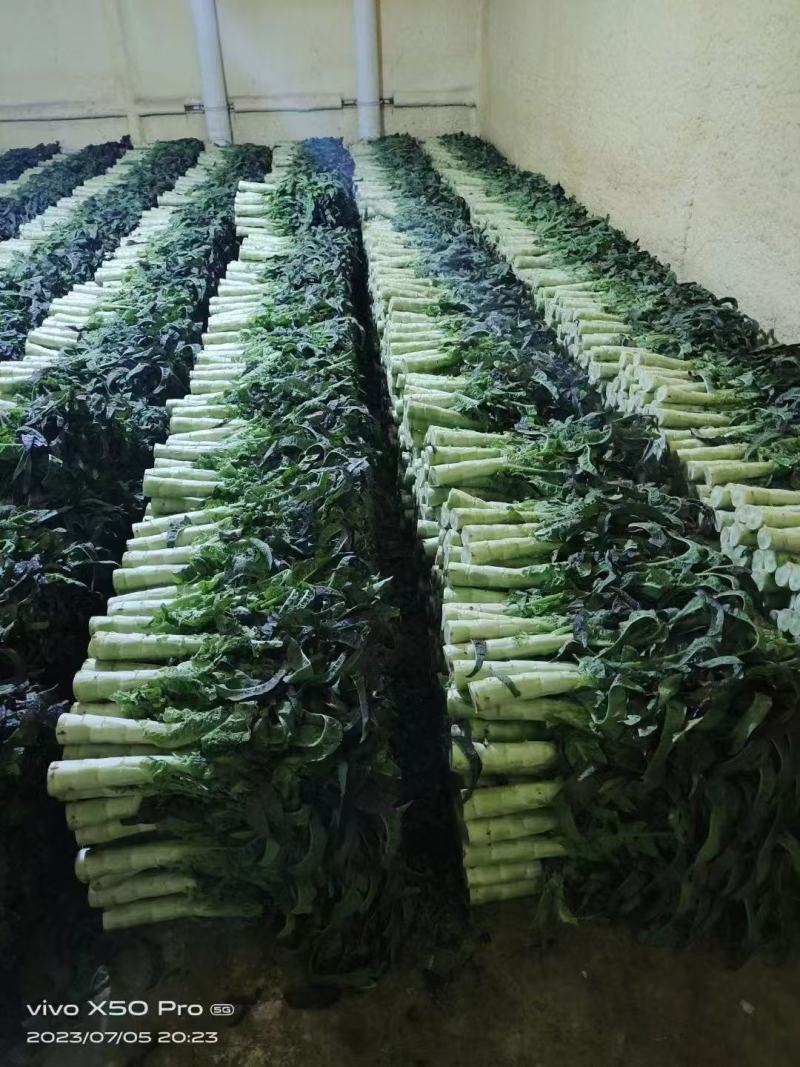 精品大棚莴笋月底上市需要的提前联系