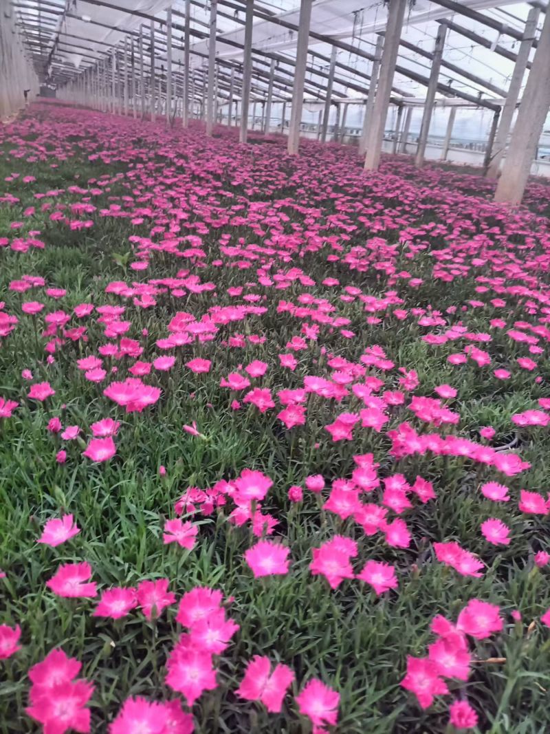 山东青州黄楼各种时令草花
