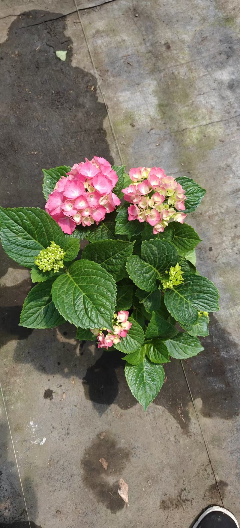 山东青州黄楼各种时令草花
