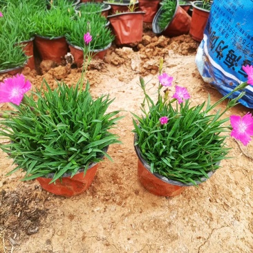 山东青州黄楼各种时令草花