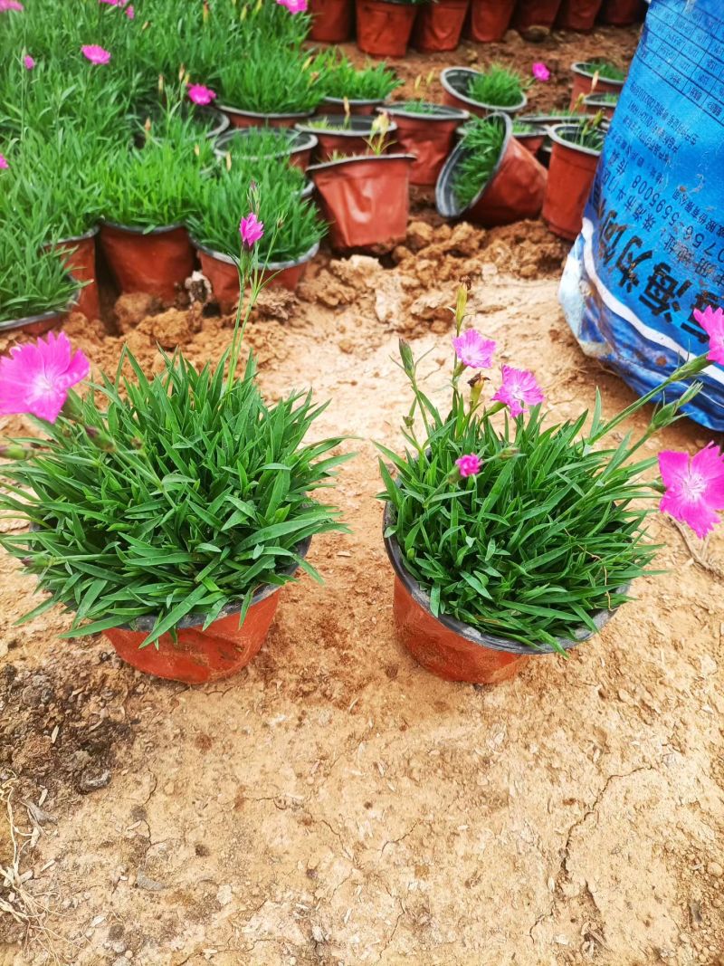 山东青州黄楼各种时令草花
