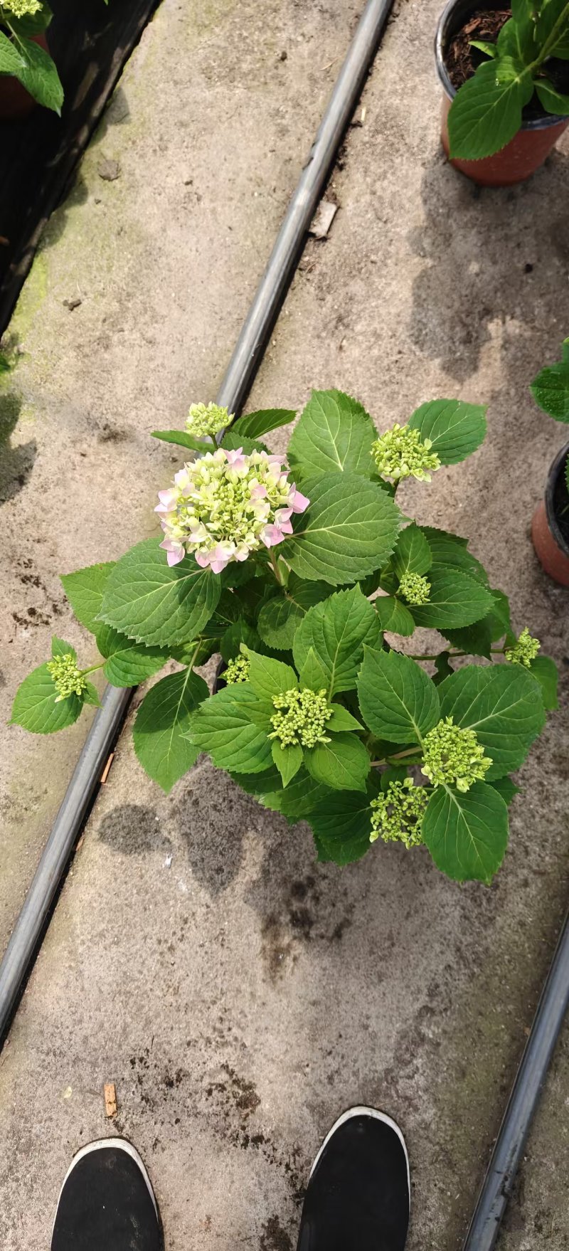 山东青州黄楼各种时令草花