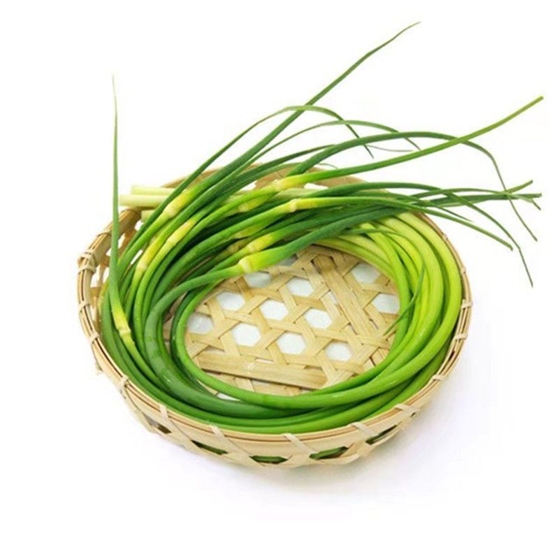 河南的红帽蒜苔优质品质