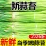 河南的红帽蒜苔优质品质