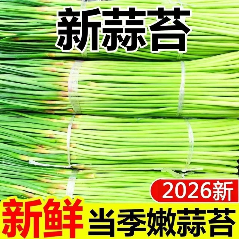 河南的红帽蒜苔优质品质