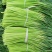 河南的红帽蒜苔优质品质
