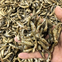 火培火烤麦穗鱼小个
