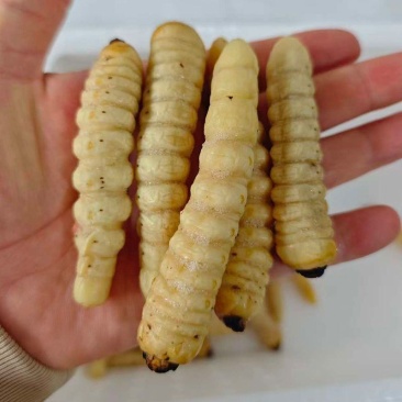 木虫