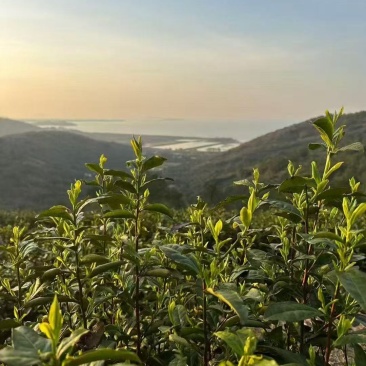 西山碧螺春茶叶