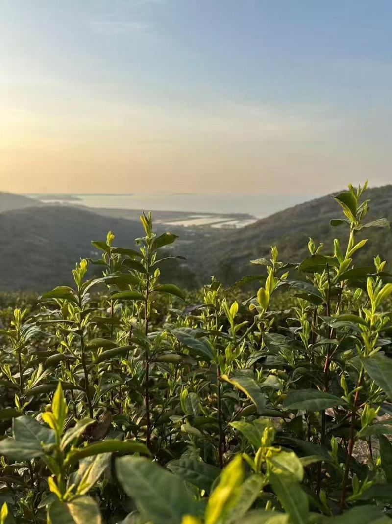 西山碧螺春茶叶