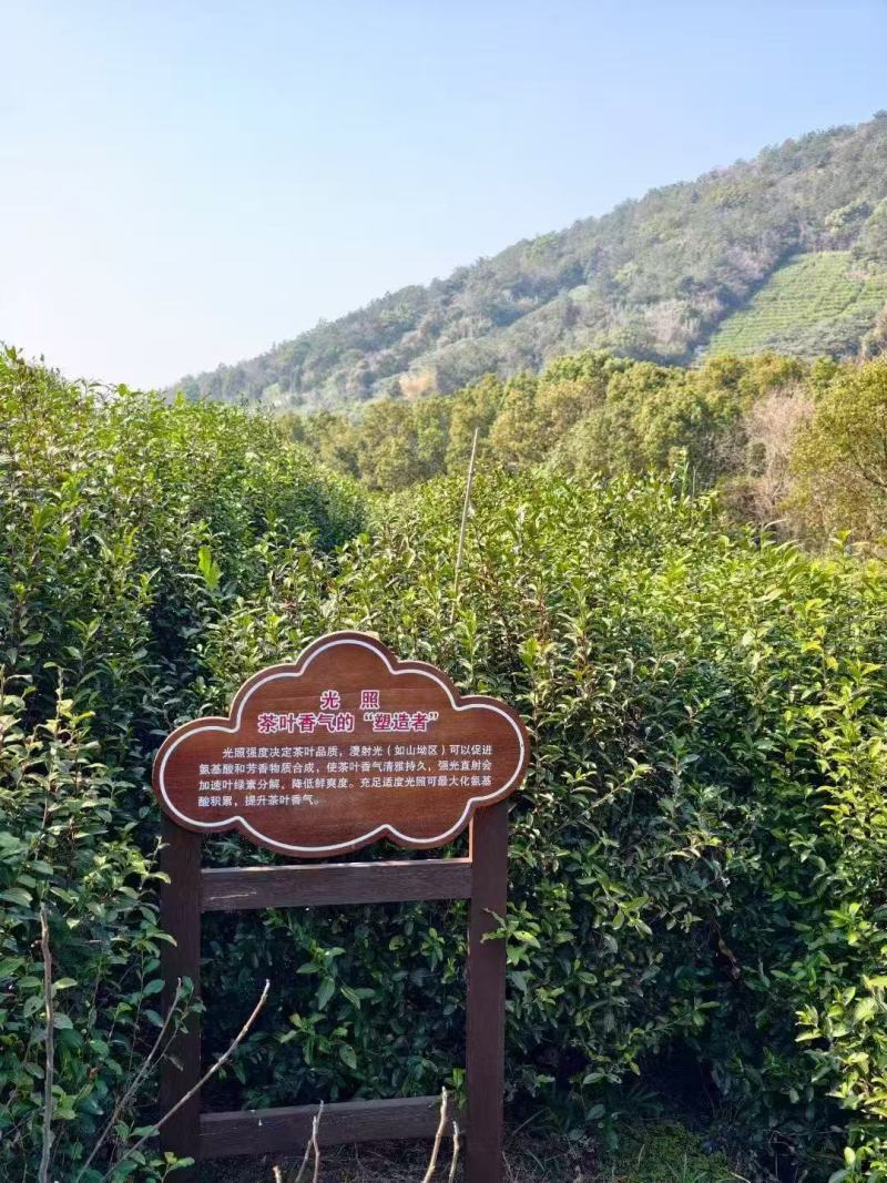 西山碧螺春茶叶