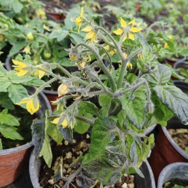 黄色小柿子盆栽金玲珑矮生小番茄盆栽阳台种植新宠，可食用可观赏