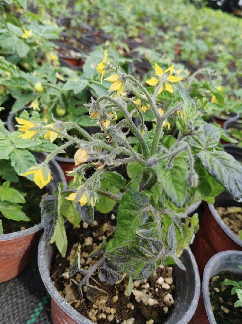 黄色小柿子盆栽金玲珑矮生小番茄盆栽阳台种植新宠，可食用可观赏