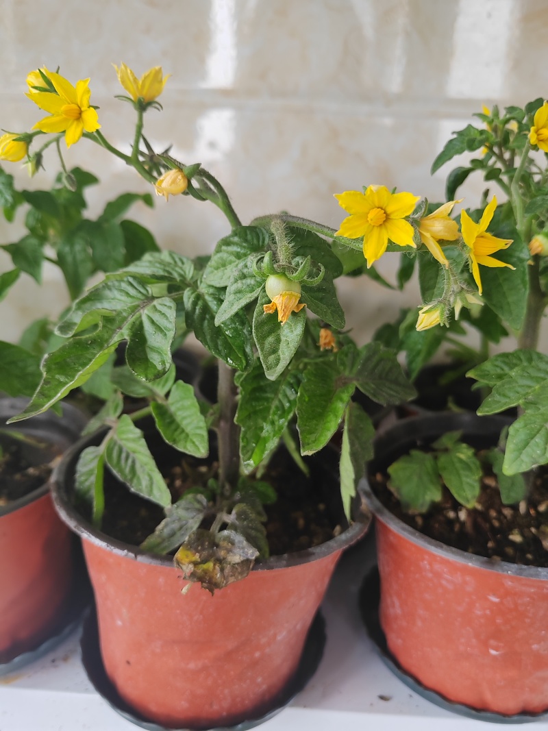 黄色小柿子盆栽金玲珑矮生小番茄盆栽阳台种植新宠，可食用可观赏