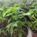 黄色小柿子盆栽金玲珑矮生小番茄盆栽阳台种植新宠，可食用可观赏