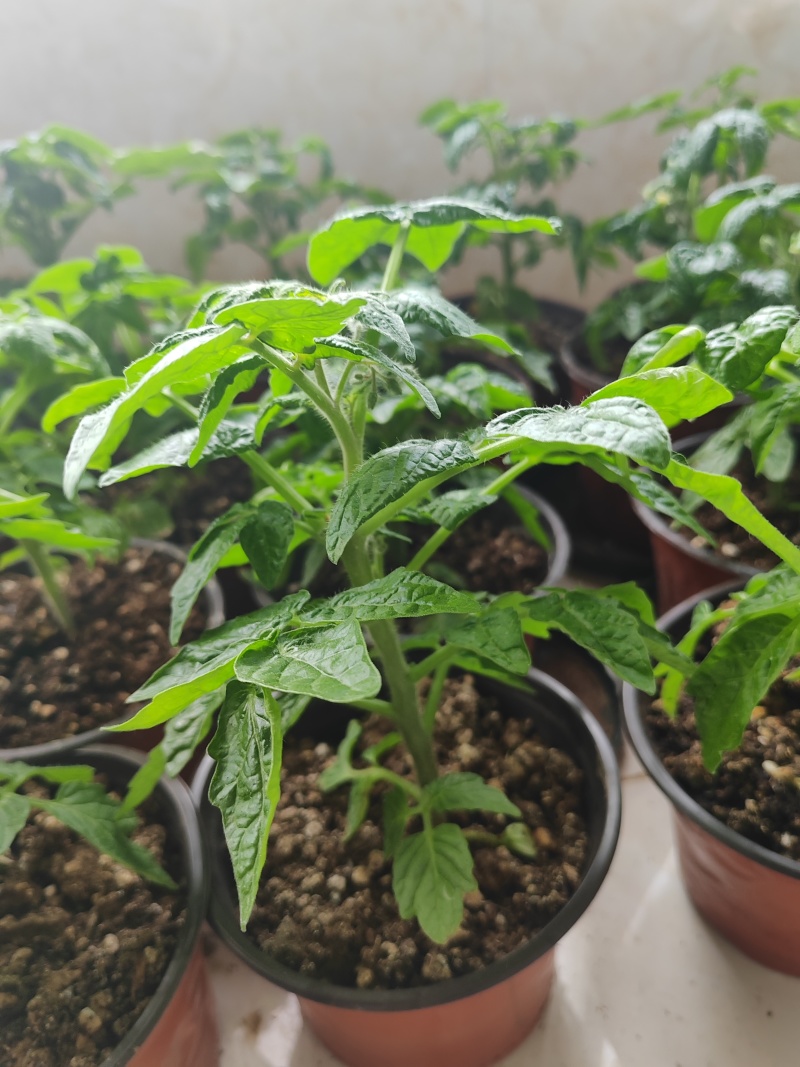 黄色小柿子盆栽金玲珑矮生小番茄盆栽阳台种植新宠，可食用可观赏
