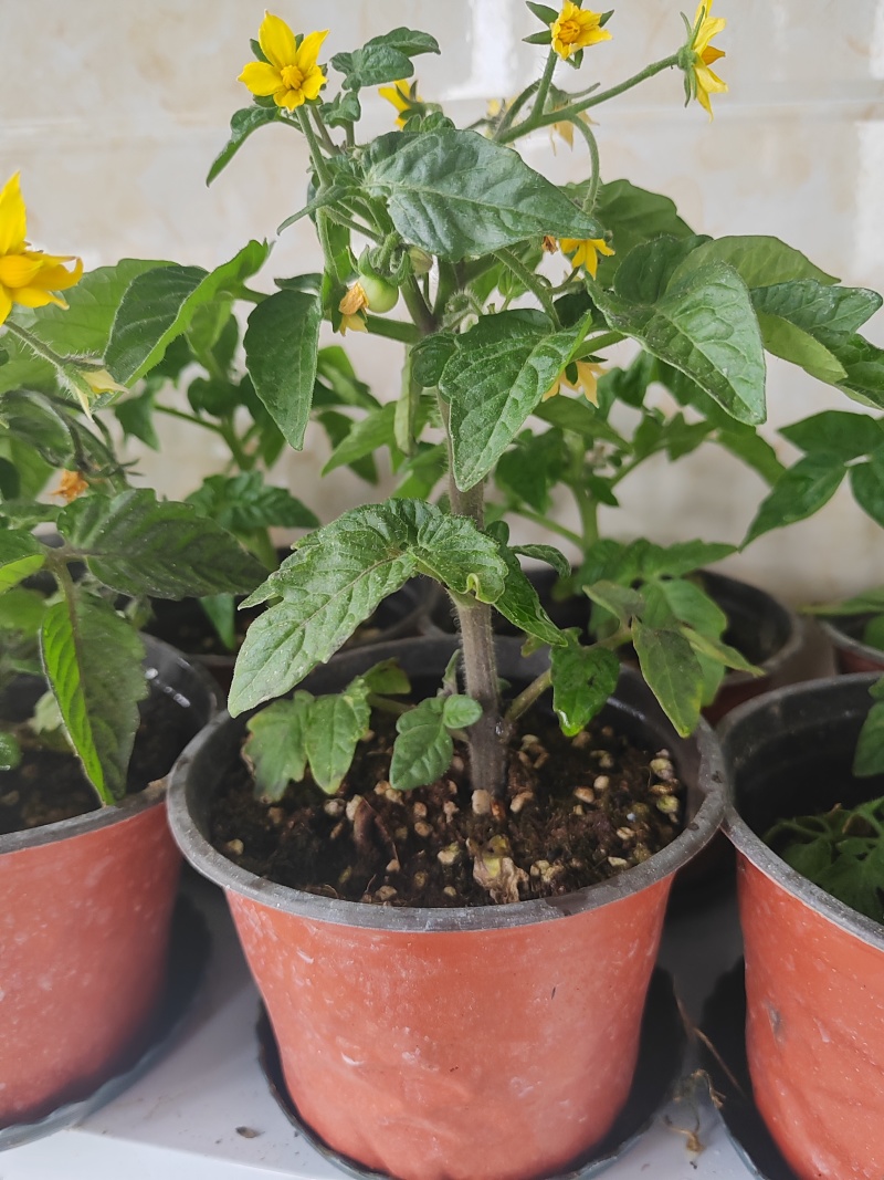 黄色小柿子盆栽金玲珑矮生小番茄盆栽阳台种植新宠，可食用可观赏
