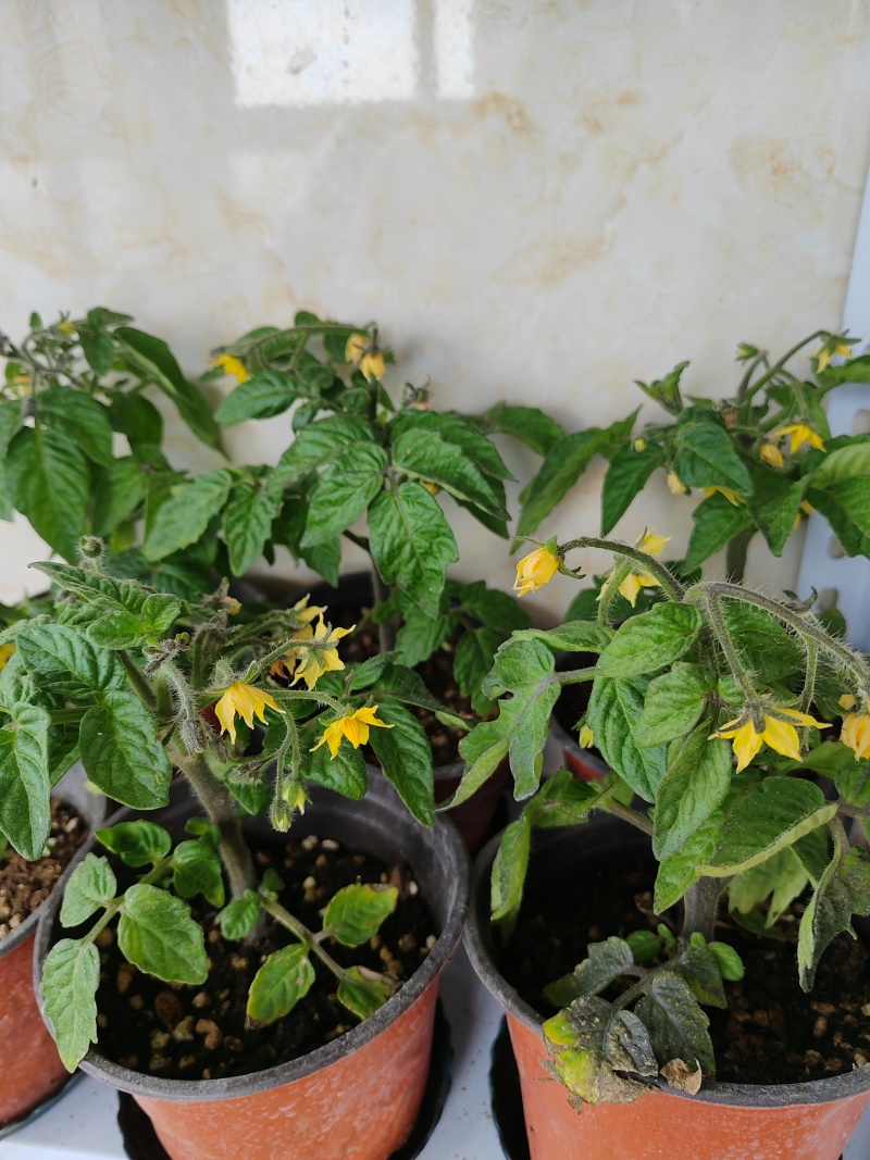 黄色小柿子盆栽金玲珑矮生小番茄盆栽阳台种植新宠，可食用可观赏