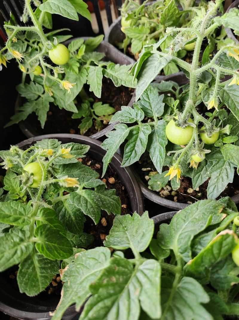 黄色小柿子盆栽金玲珑矮生小番茄盆栽阳台种植新宠，可食用可观赏