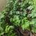 黄色小柿子盆栽金玲珑矮生小番茄盆栽阳台种植新宠，可食用可观赏