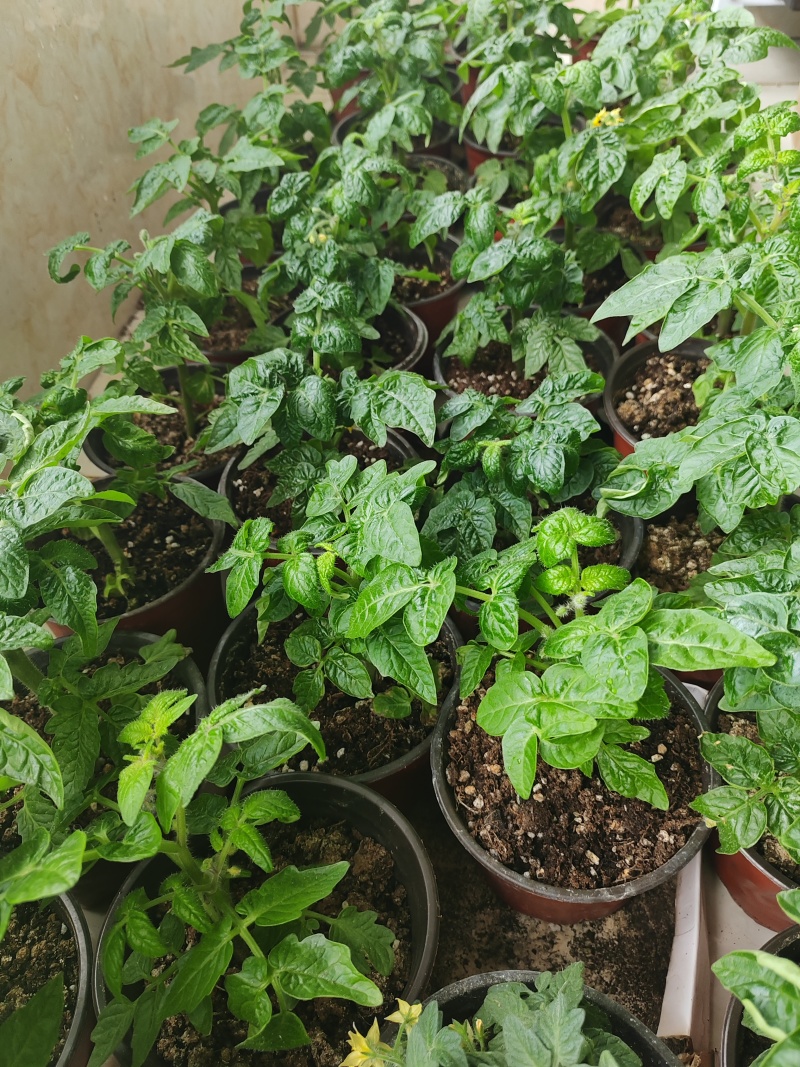 黄色小柿子盆栽金玲珑矮生小番茄盆栽阳台种植新宠，可食用可观赏