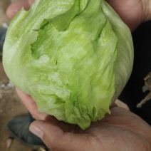 卖生菜球