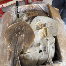 瑶鱼（魔鬼鱼）干度好，没有小刺，软骨头