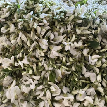 每天新鲜大量供应洋槐花