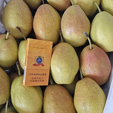 东北红香酥梨