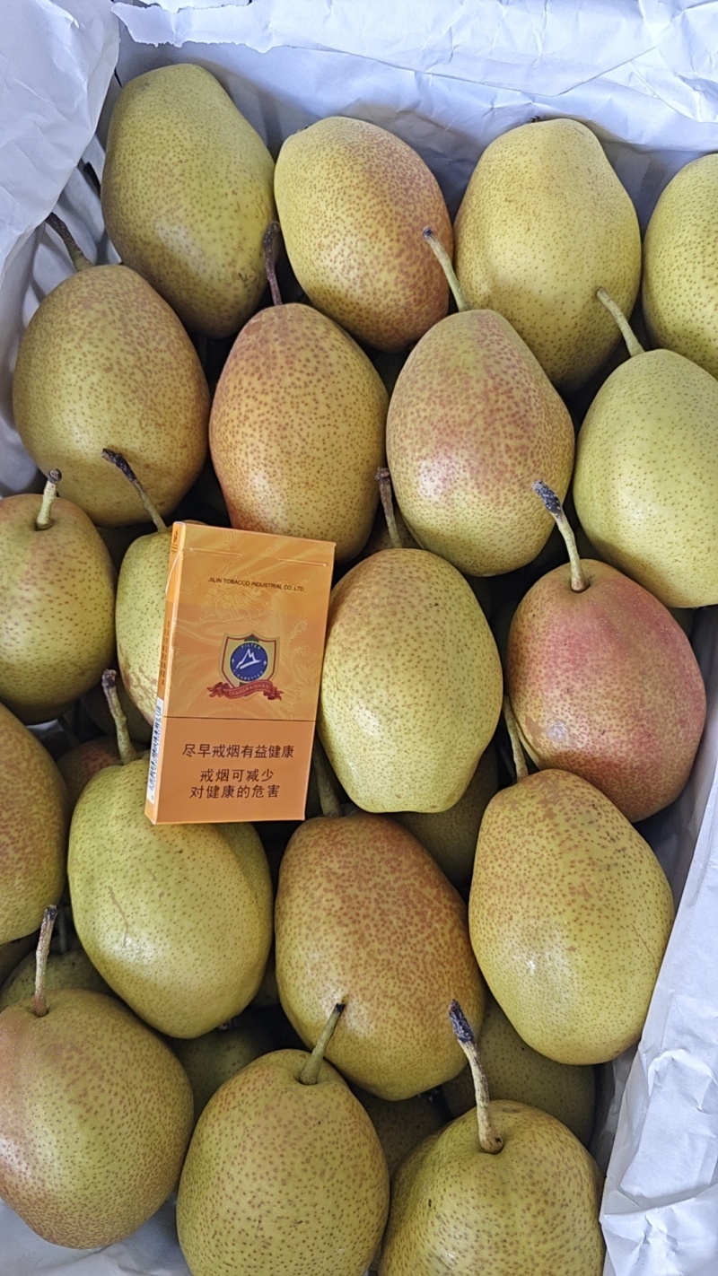 东北红香酥梨
