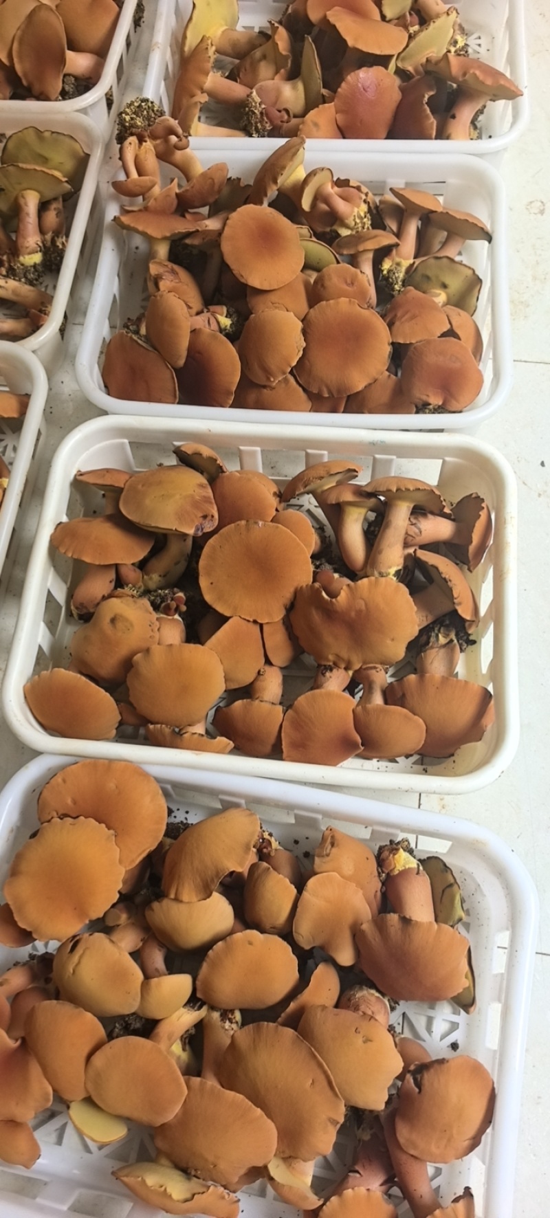 云南西双版纳人工黄牛肝菌（见手青）诚信经营，欢迎选购