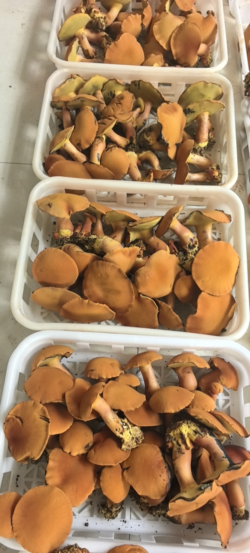 云南西双版纳人工黄牛肝菌（见手青）诚信经营，欢迎选购