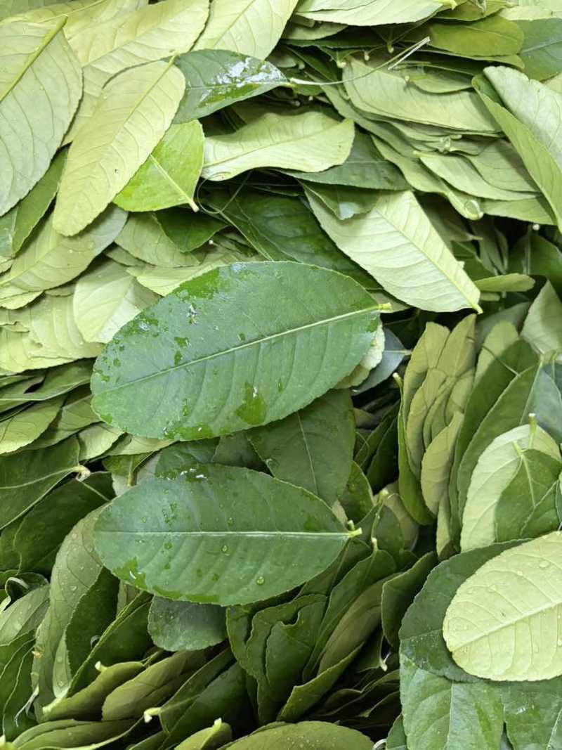 精品柠檬叶