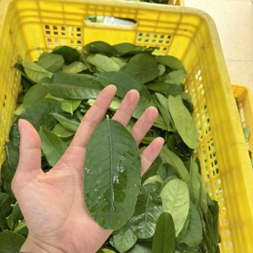 精品柠檬叶
