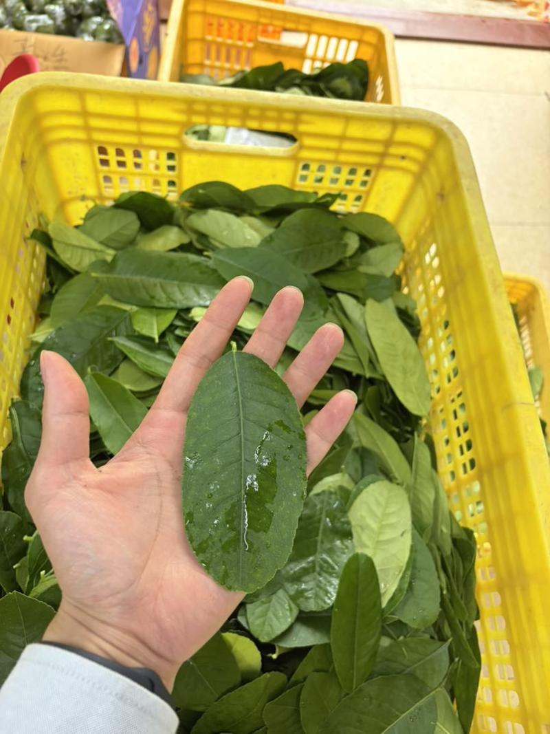 精品柠檬叶